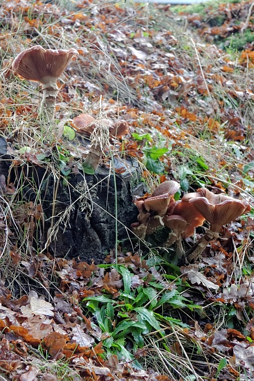 Vennenbos (20).jpg